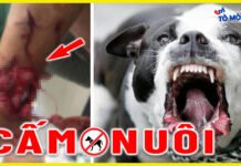 Top Những Loài Chó Nguy Hiểm Nhất Thế Giới